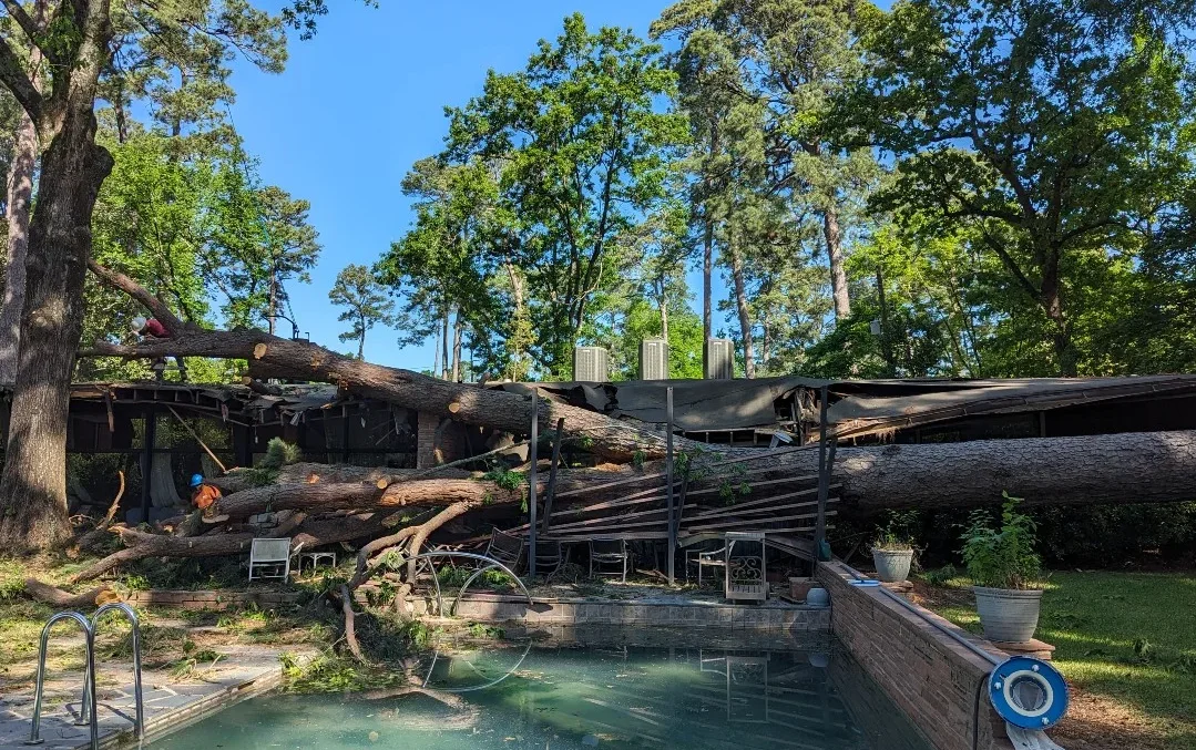 Business professional researching tree removal services in Shreveport—reviews, tree removal, safe and efficient, natural light, service company